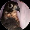 yahya_majli10