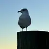 iampotato69420