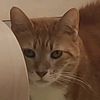 hereforcatsandbooks