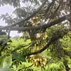 motminhthoi64
