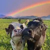 animal_dailyyy