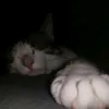 johnnydiekatze