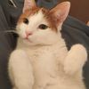 cat_nippr