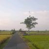 kosambu