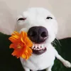 moneydawg01