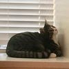 auburnthecat