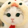 cucomeong76