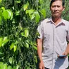 Tiêu giống Tùng Linh