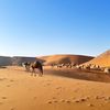 faleh_503k