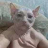 pupsik_090