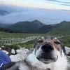 the_wolfcommunity