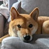 shibainu_konta_tokyo