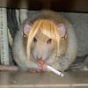 Miss Rat