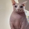 funnyanimals389