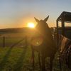 georgia_equine2