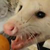 ratrax