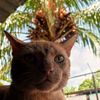 alexish0219