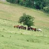 .hestur