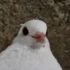 _kakao_99