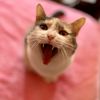 whiskersnclaws