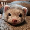 foxferret224