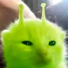 akiwlng