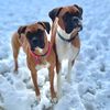 apolloandathena7