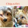 chip_n_ori