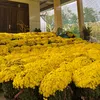 Hoa cỏ mùa xuân