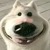hphoggdzvl