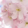 heiwaenoinorihappysmile