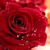 lara_talib