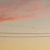 peluche_439