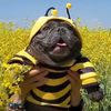 pug_sspring