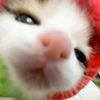 cay_fay