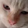 dar_x_
