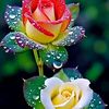 rajashahzain51