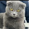 totu_cat