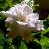 gardenia.blanche