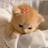 nhuqynh_3006