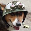 officialtacticalcorgi