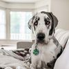 bessiethedane