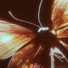 zazu_theoneandonly