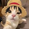 sillymonkey_boy