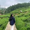 milea_dia