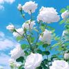 user832670188