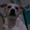 aaishiiteru