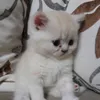 meowxhzz1