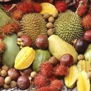 Fruits Love🍉🍒🥝🥥
