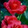redflower_230